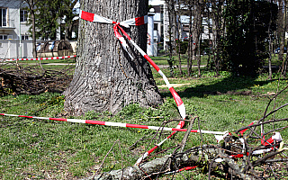 Na alei Wojska Polskiego przewróciło się drzewo